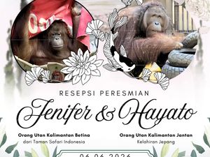 Kisah Jennifer Orang Utan Kalimantan Ketemu Jodoh di Jepang, Resepsi Hari Ini