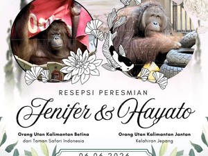 Momen Resepsi Orang Utan Kalimantan Jennifer dan Hayato di Jepang
