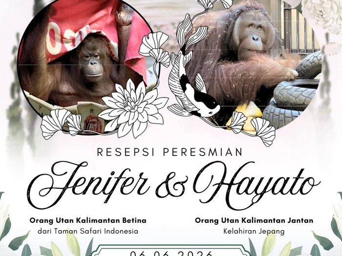 Pertemuan dua orangutan Kalimantan di Jepang
