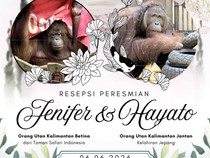 Orang Utan Jennifer dan Hayato Dijodohkan, KBRI Jepang Mau Gelar Resepsi