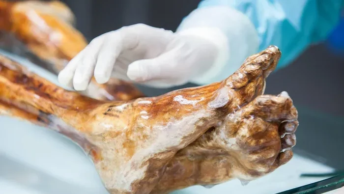 Gokil! Eksperimen Bikin Sourdough pakai Ragi dari Tubuh Mumi