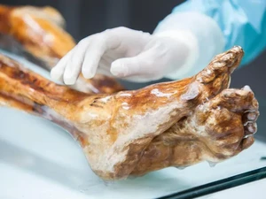 Gokil! Eksperimen Bikin Sourdough pakai Ragi dari Tubuh Mumi