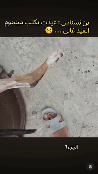 Viral YouTuber Diduga Masak Bangkai Anjing, Aksinya Tuai Kecaman