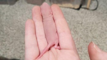 Si kecil nyaman banget tidurnya ya. Foto: Bored Panda
