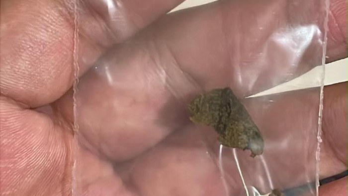 BNN menggagalkan pengedaran narkotika jenis hashish yang dilakukan WN Rusia, Kochetkova Kira (51). Narkotika itu dibawa dari Thailand. (dok BNN)