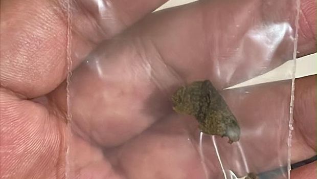 BNN menggagalkan pengedaran narkotika jenis hashish nan dilakukan WN Rusia, Kochetkova Kira (51). Narkotika itu dibawa dari Thailand. (dok BNN)