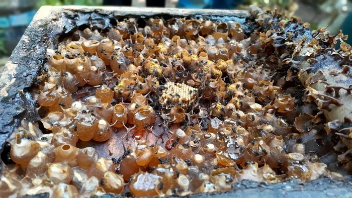 BRIN temukan madu dari lebah tanpa sengat dengan berbagai potensi untuk kesehatan