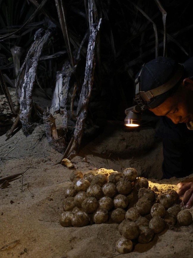 Telur Penyu Dipindahkan ke Penetasan Semi Alami demi Cegah Perburuan