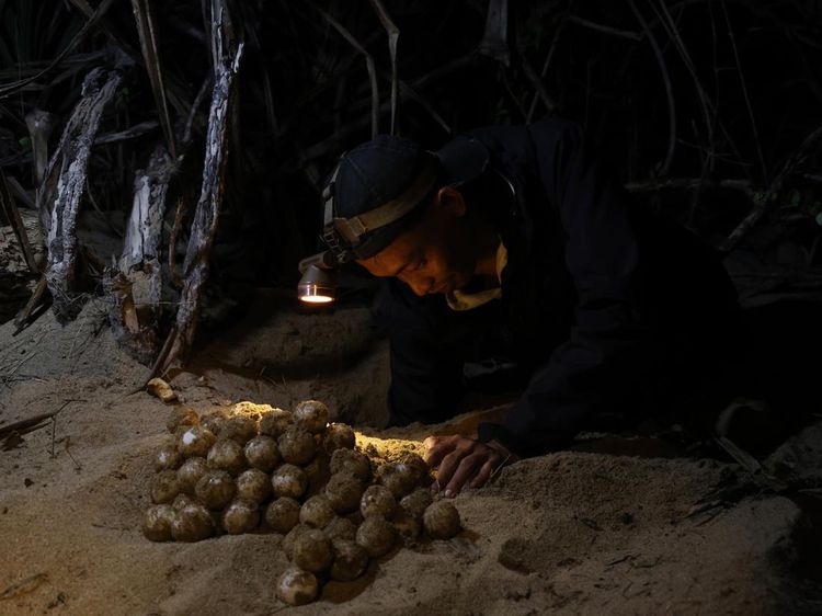 Telur Penyu Dipindahkan ke Penetasan Semi Alami demi Cegah Perburuan