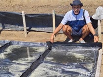 Menengok Produksi Garam Tradisional Palungan Desa Les Bali