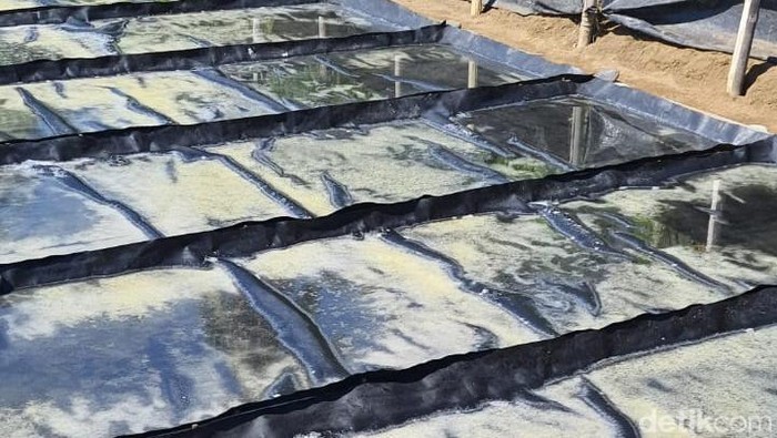 Produksi garam Desa Les di Buleleng Bali