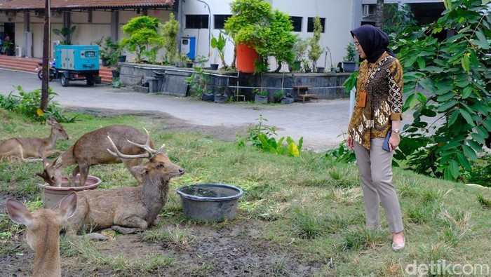 Wakil Wali Kota Solo Astrid Widayani, saat meninjau rusa di Taman Sriwedari, Kota Solo, Sabtu (6/6/2026).
