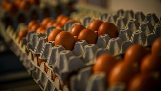 Nutrisinya Beda, Benarkah Telur Omega 3 Lebih Rendah Kolesterol?