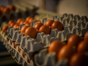 Nutrisinya Beda, Benarkah Telur Omega 3 Lebih Rendah Kolesterol?