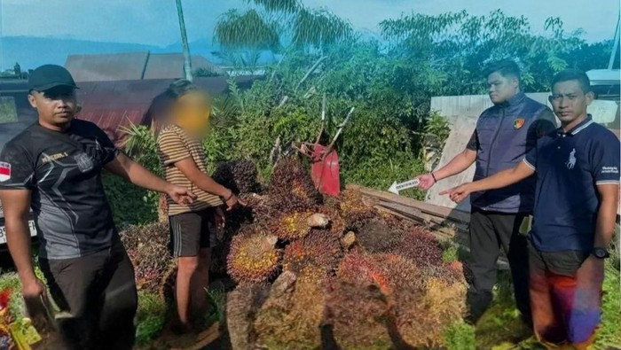 Barang bukti sawit di Kotawaringin Timur yang gagal dicuri. (dok Polres Kotim)
