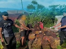 Maling 1,6 Ton Sawit di Kotim Ketahuan karena Tertidur Usai Mencuri