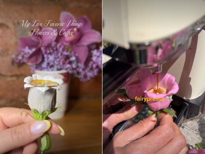 Tren Fairypresso