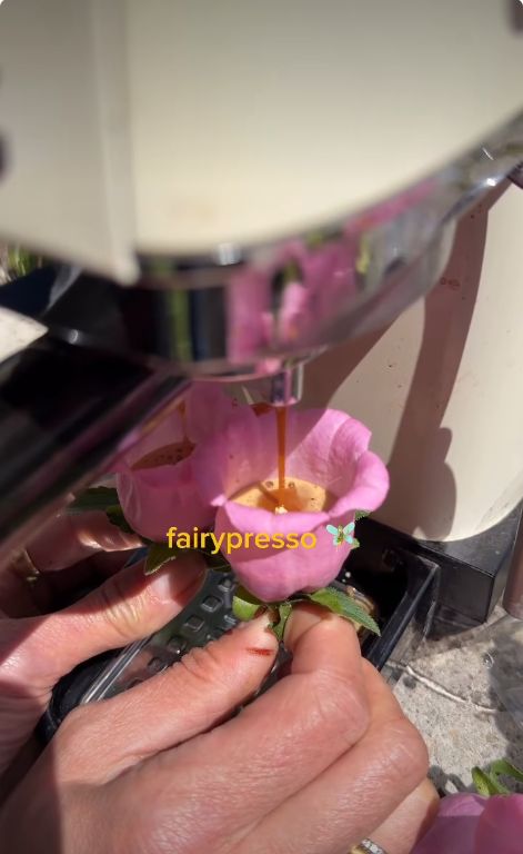 Bukan Pakai Cangkir, Tren Fairypresso Sajikan Kopi di Kelopak Bunga Segar