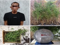 Pria di OKU Selatan Ditangkap karena Tanam Ganja dalam Kontrakan