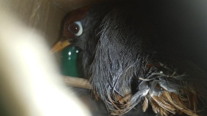 Salah satu burung yang hendak diselundupkan di Lampung