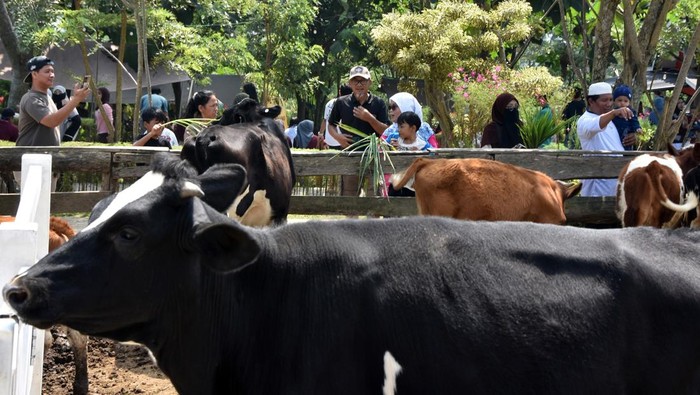 Pengunjung memberi makan kambing saat wisata di Warung Susu Erif Farm dan Tiara Camp, Cisarua, Kabupaten Bogor, Jawa Barat, Minggu (7/6/2026). Wisata edukasi peternakan modern dengan suasana ala New Zealand tersebut menggabungkan konsep agrowisata, kuliner, rekreasi keluarga dan menjadi salah satu sentra utama penghasil susu sapi perah di kawasan Puncak, Bogor. ANTARA FOTO/Arif Firmansyah