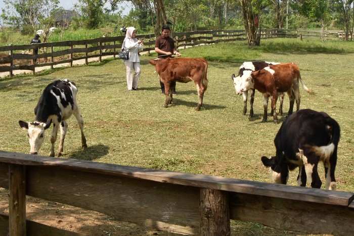 Pengunjung memberi makan kambing saat wisata di Warung Susu Erif Farm dan Tiara Camp, Cisarua, Kabupaten Bogor, Jawa Barat, Minggu (7/6/2026). Wisata edukasi peternakan modern dengan suasana ala New Zealand tersebut menggabungkan konsep agrowisata, kuliner, rekreasi keluarga dan menjadi salah satu sentra utama penghasil susu sapi perah di kawasan Puncak, Bogor. ANTARA FOTO/Arif Firmansyah