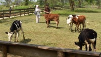 Serasa di New Zealand, Wisata Peternakan di Puncak Bogor Jadi Magnet Keluarga