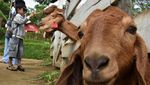 Serasa di New Zealand, Wisata Peternakan di Puncak Bogor Jadi Magnet Keluarga