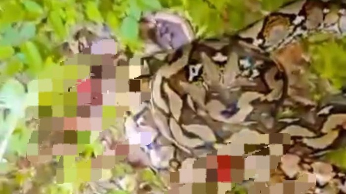 Seekor ular piton melilit petani wanita bernama Wa Ode Rosita (41) di Kabupaten Buton Selatan.