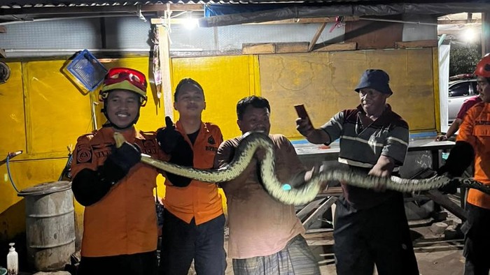 Ular piton sepanjang sekitar 2 meter masuk ke Pasar Mangga Dua, Jagir Wonokromo