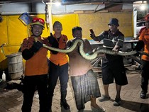 Ngeri, Ular Piton 2 Meter Masuk Pasar Mangga Dua Surabaya