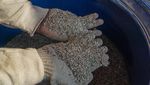Dari Sampah Jadi Berkah, Cangkang Kerang Hijau Disulap Jadi Paving Block