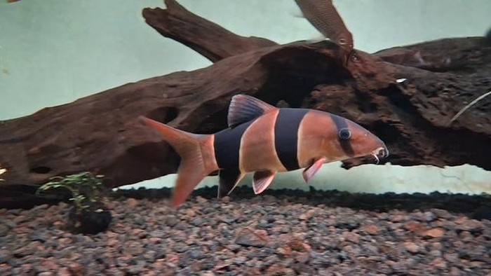 Ikan botia badut asal Kalimantan.