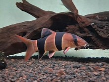 Fakta Unik Ikan Botia Asal Kalimantan, Si Ikan Badut yang Cerdas