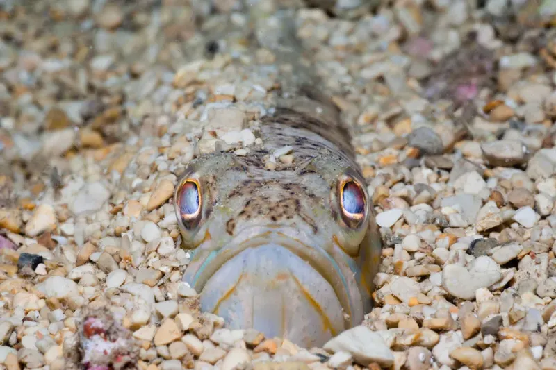 Ikan Gabus Raksasa