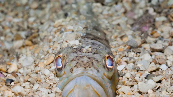 Ikan Gabus Raksasa