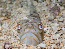 Ini Ikan Gabus Raksasa, Predator Tangguh dan Invasif di Air Tawar