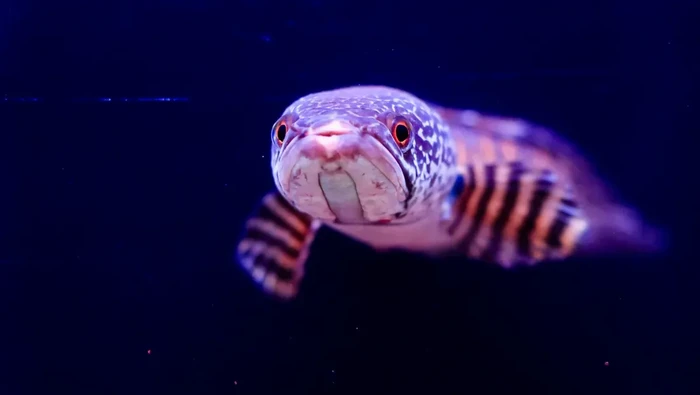 Ikan Gabus Raksasa