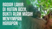 Badar Lahir di Hutan Aceh, Bukti Alam Masih Menyimpan Harapan