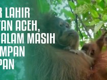 Badar Lahir di Hutan Aceh, Bukti Alam Masih Menyimpan Harapan