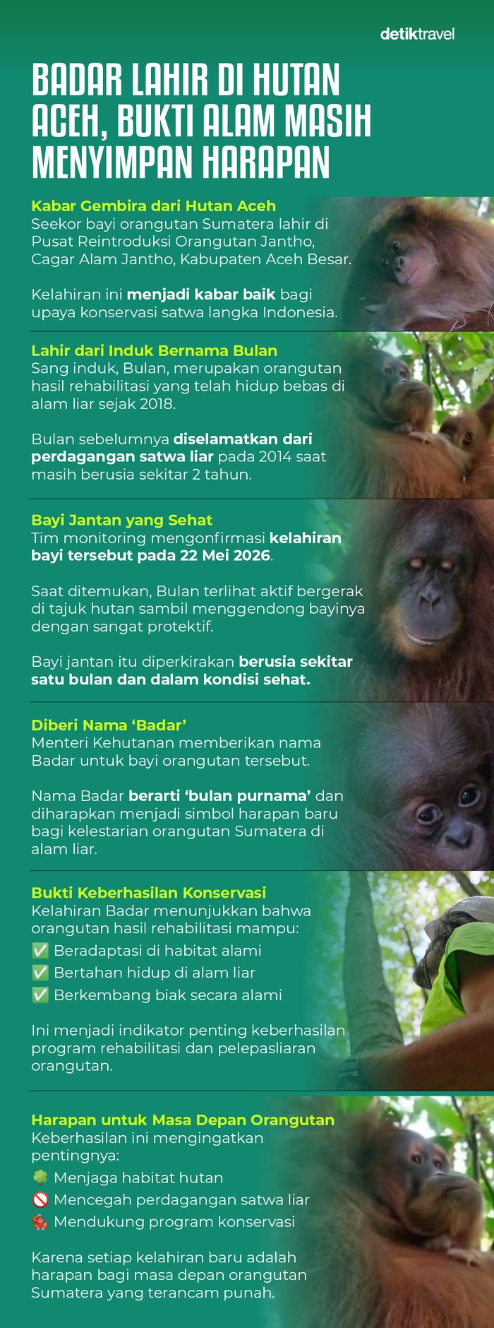 Kelahiran Bayi orangutan di Aceh