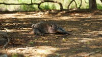 5 Fakta Unik Komodo yang Perlu Diketahui Sebelum Ikut Komodo Island Tour