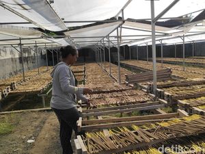 Produsen Dupa di Badung Sebut Permintaan Lesu Jelang Galungan