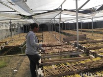 Produsen Dupa di Badung Sebut Permintaan Lesu Jelang Galungan