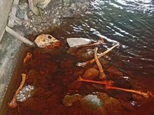 Geger Temuan Tengkorak di Kolong Jembatan Sampit, Dikira Manusia Ternyata...