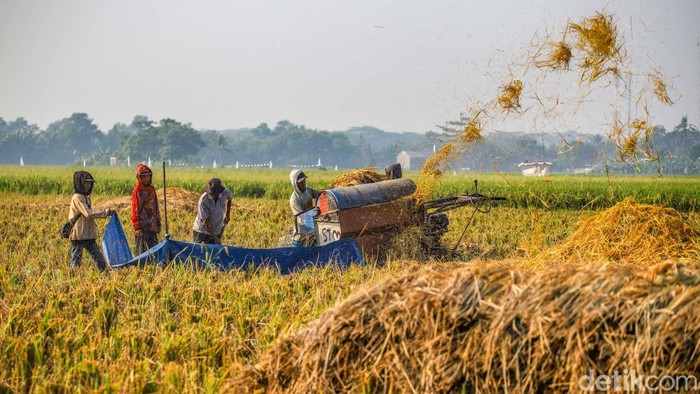 Sejumlah petani menggiling padi di area Tarumajaya, Kabupaten Bekasi, Jawa Barat, Senin (8/6/2026). Aktivitas tersebut dilakukan setelah masa panen untuk menghasilkan beras nan siap dipasarkan.