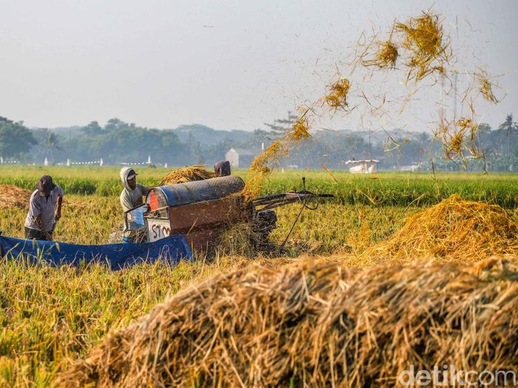 Petani Bertahan di Tengah Melemahnya Rupiah