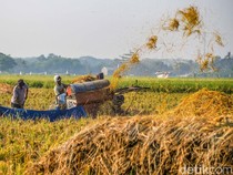 Petani Bertahan di Tengah Melemahnya Rupiah
