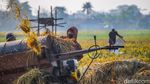 Petani Bertahan di Tengah Melemahnya Rupiah