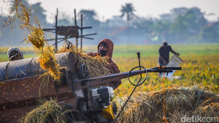 Petani Bertahan di Tengah Melemahnya Rupiah Sejumlah petani menggiling padi di area Tarumajaya, Kabupaten Bekasi, Jawa Barat, Senin (8/6/2026). Aktivitas tersebut dilakukan setelah masa panen untuk menghasilkan beras nan siap dipasarkan.